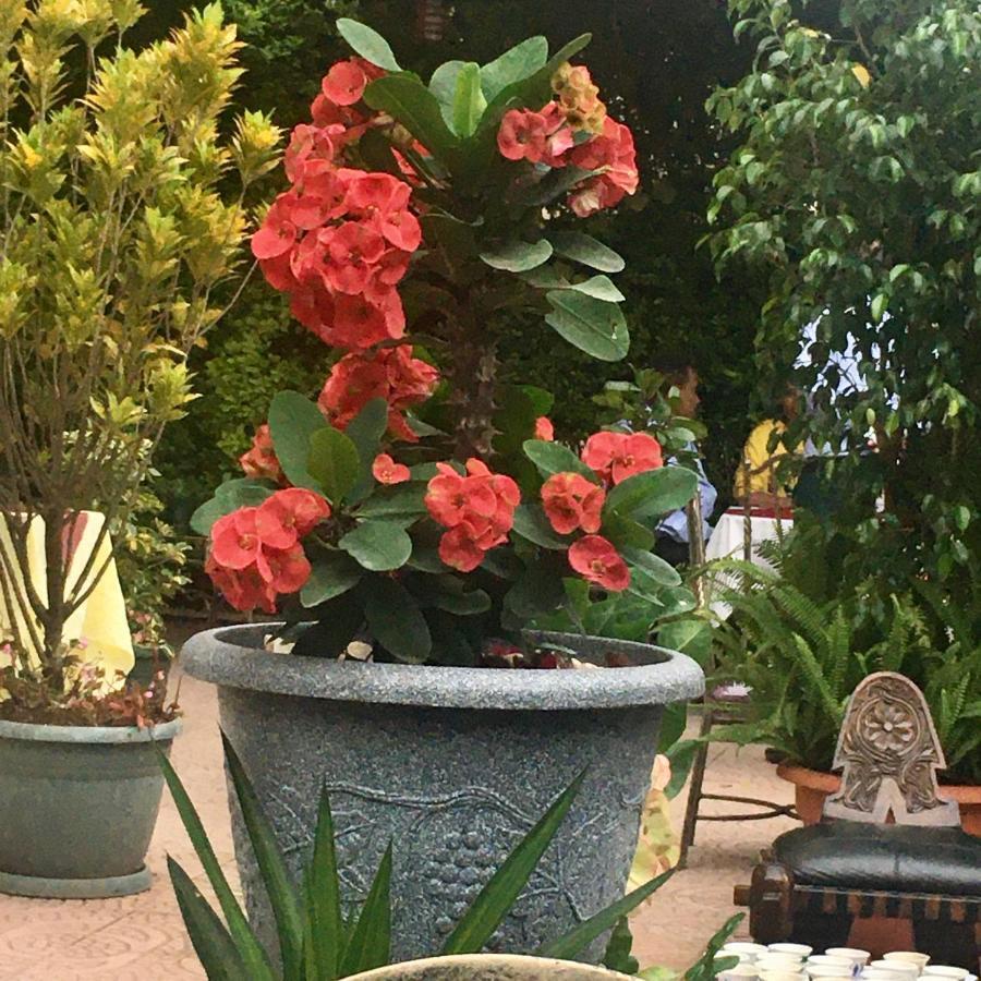 Jacaranda Hotel, Bahir Dar Buitenkant foto